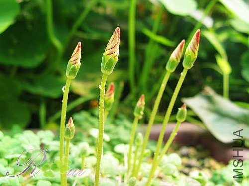 O'inaequalis ��������23.jpg