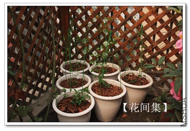 IMG_1560 ����.jpg