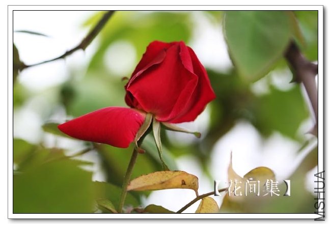 IMG_2601 ����.jpg