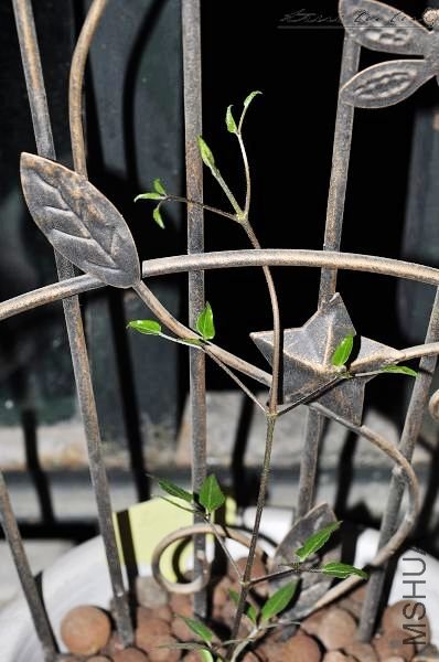 ��Ƭ090308 029.jpg