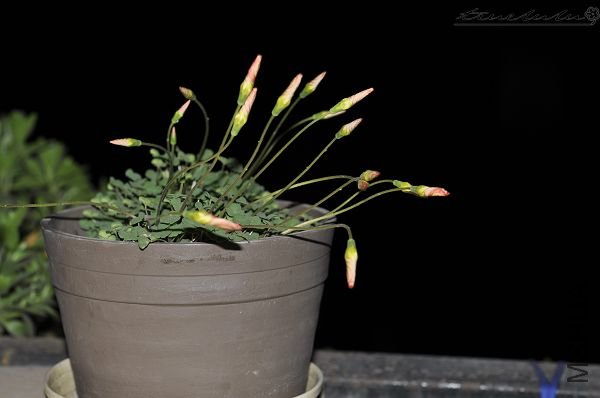 ��Ƭ090308 036.jpg