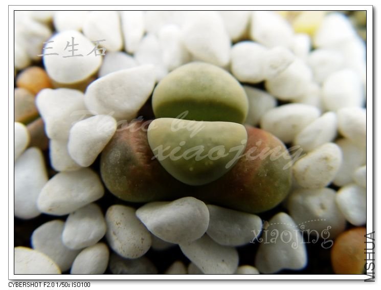 Lithops meyeri Brakfontein.jpg