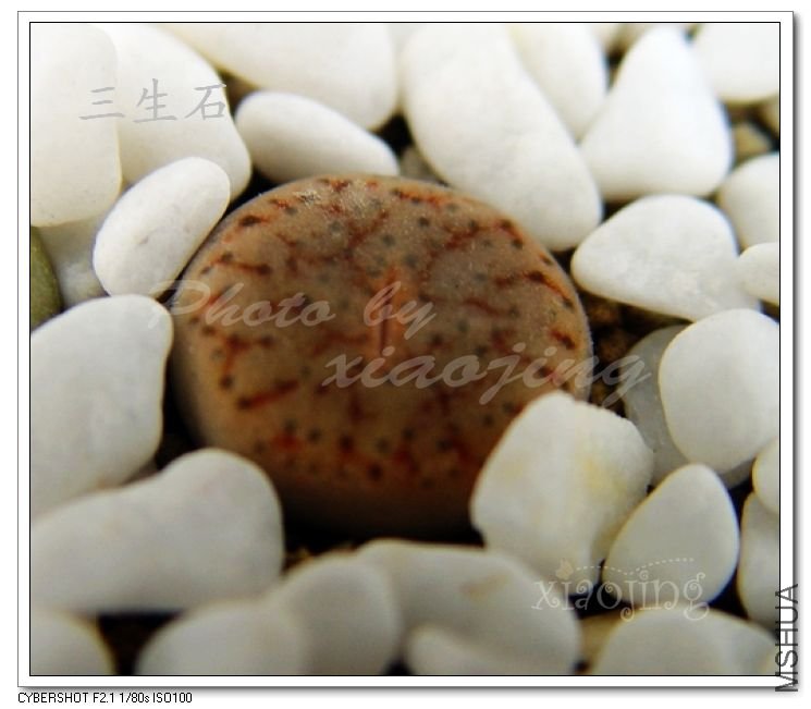 Lithops pseudotruncatella 20km w Windhoek.jpg