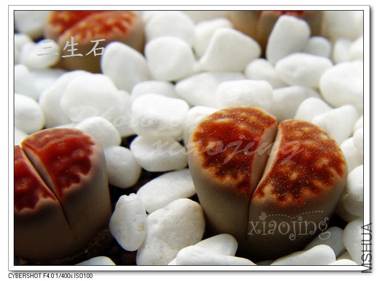 Lithops karasmontana ssp k. (summitatum)sn,selection.jpg