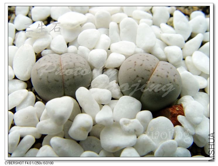 vanzylii 'lineatus' .jpg