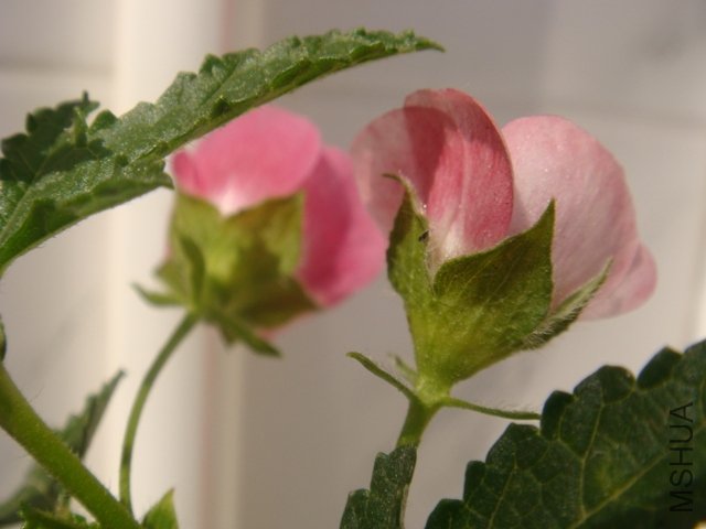 DSC01176.JPG
