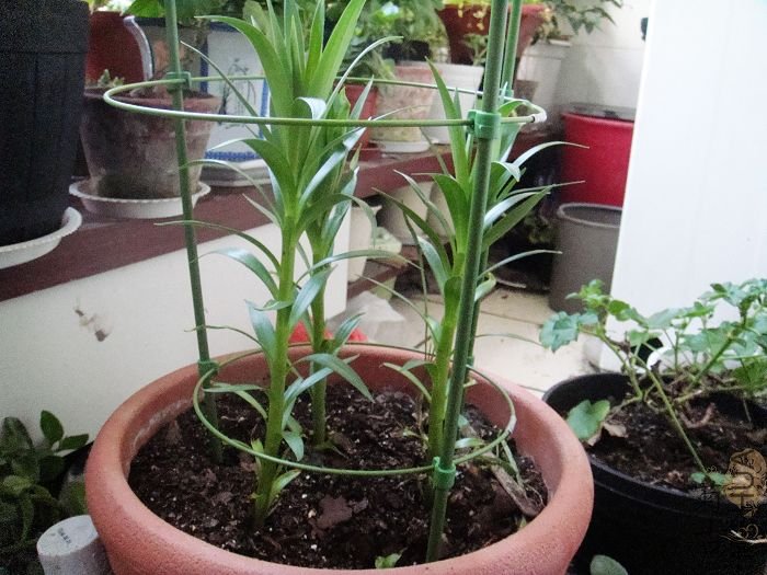 ˫ɫ����38�� (1).jpg