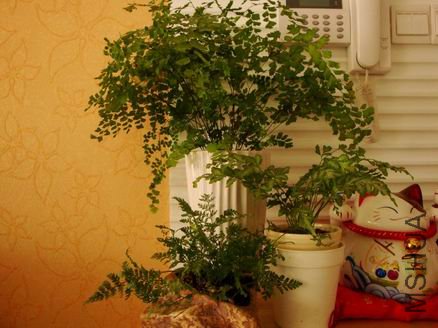������С ������С DSC00374.JPG