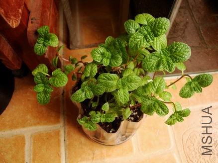������С ������С DSC00376.JPG