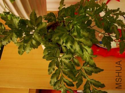 ������С ������С DSC00371.JPG