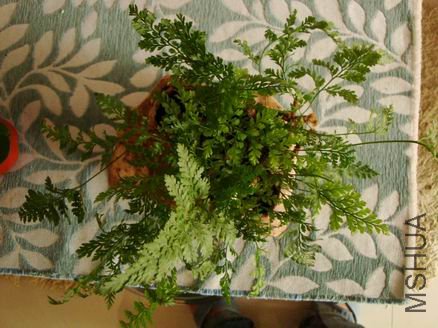 ������С ������С DSC00370.JPG