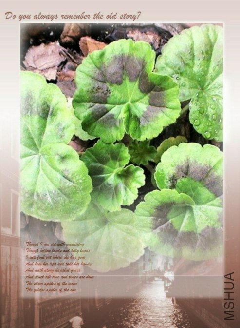 һ���º��С��,ɹ̫������,Ҷ�����һȦ�⻷,�⿴Ҷ�ͺ�Ư����