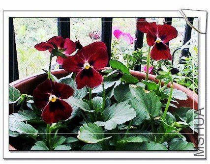 С޷����ʢ����,�����ɾ��µĻ�,����û���������е���