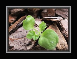 ����ʮ�����ͳ�������С����