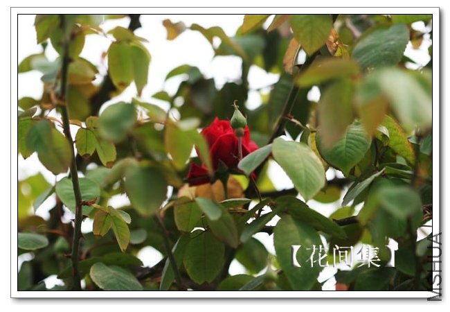 IMG_2598 ����.jpg