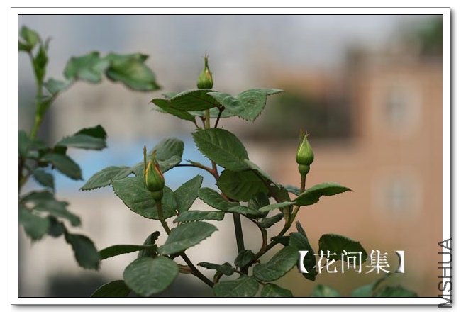 IMG_3063 ����.jpg