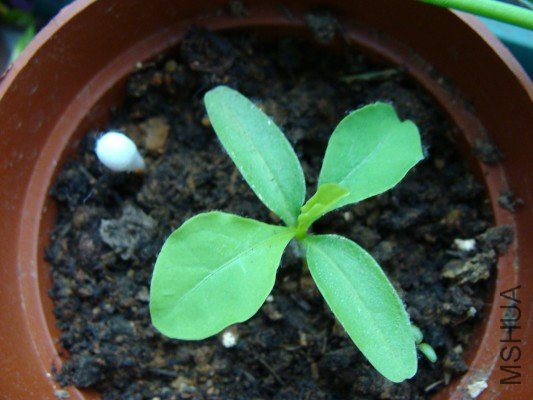 ���İ�ѩ��