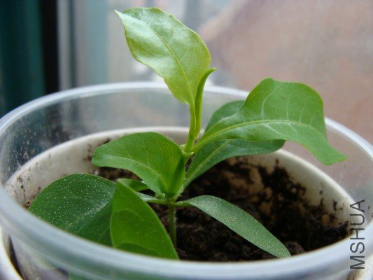 ������ѩ��