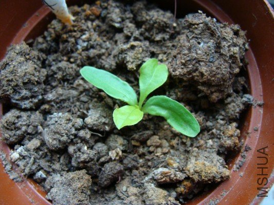 �ڶ���İ�ѩ��