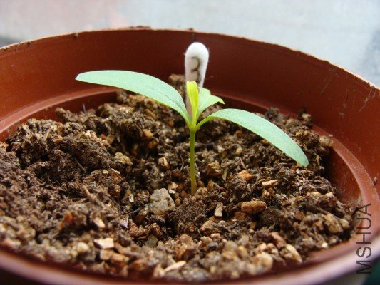 ��С����ѩ��