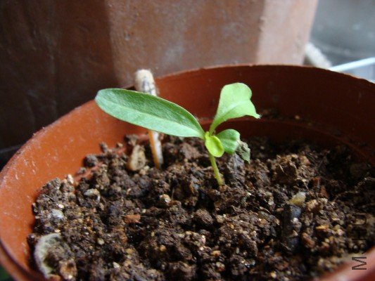 ��С�İ�ѩ��