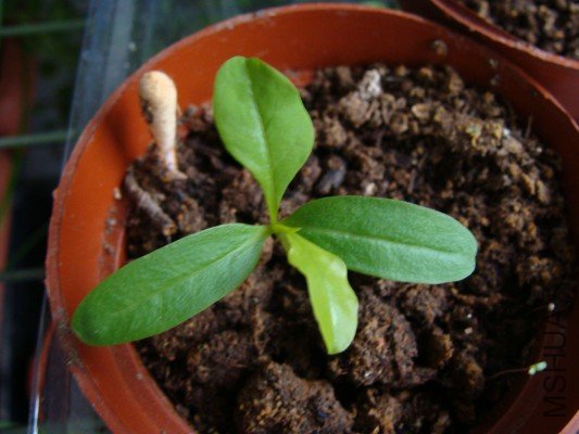 �ڶ������ѩ��