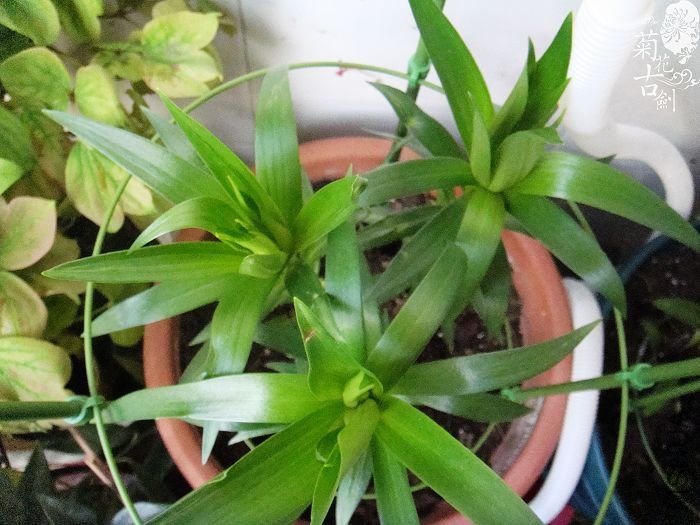 ˫ɫ����41�� (1).jpg