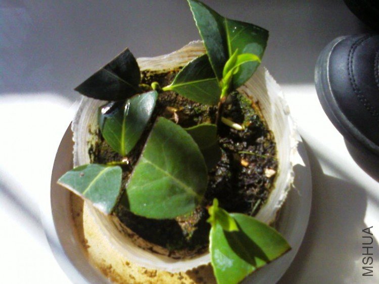 ��Ƭ-0011.jpg