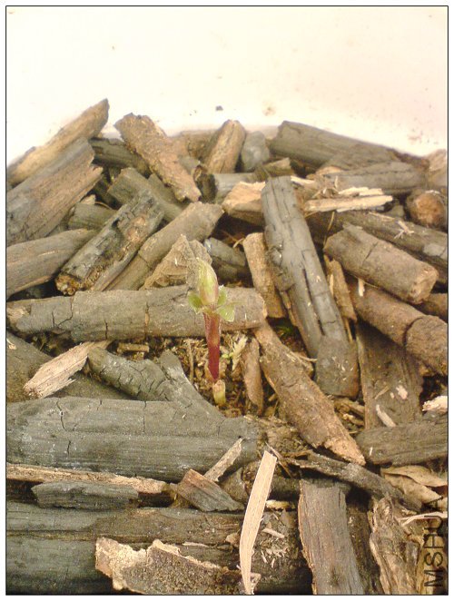 СѼҲ���˵�