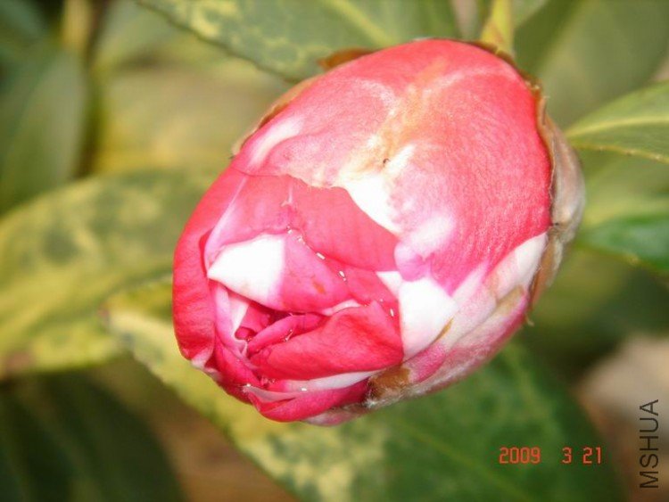 DSC01921-1.jpg