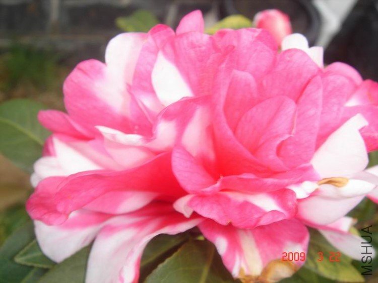 DSC01927-1.jpg
