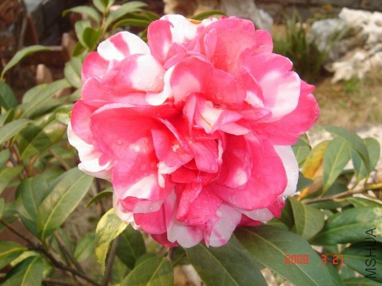 DSC01901-1.jpg