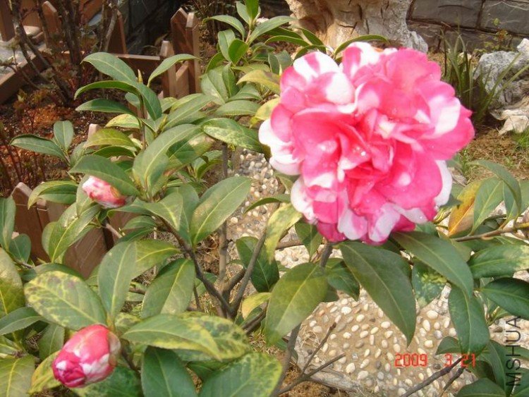 DSC01904-1.jpg