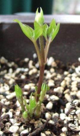 ͬ���İ͵�ɭ