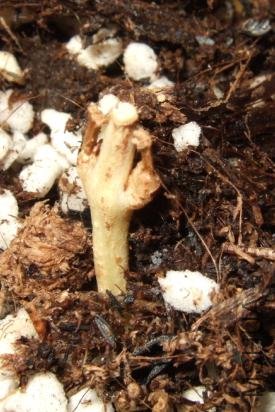 ��������һ�ܵ�����