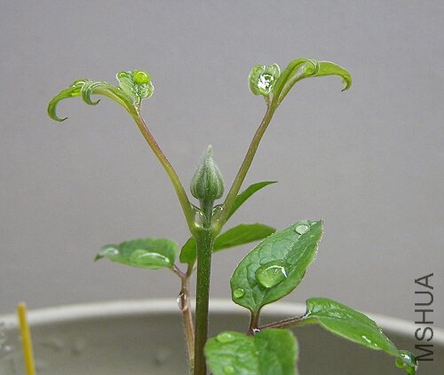 �������������Ů��������