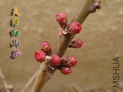guhong1.jpg