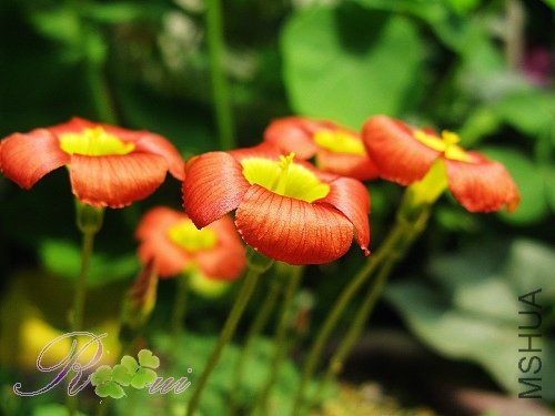 O'inaequalis ��������25.jpg