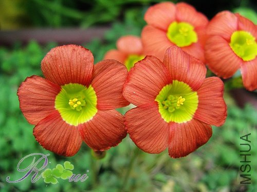 O'inaequalis ��������34.jpg