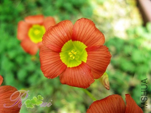 O'inaequalis ��������31.jpg