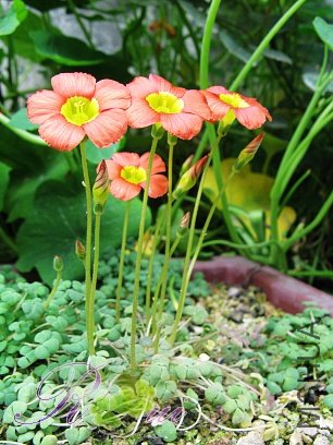 O'inaequalis ��������37.jpg