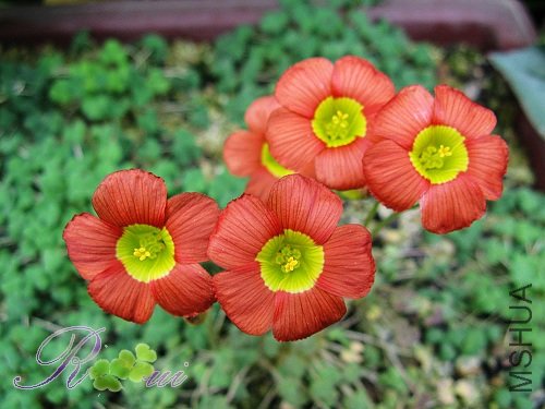 O'inaequalis ��������33.jpg