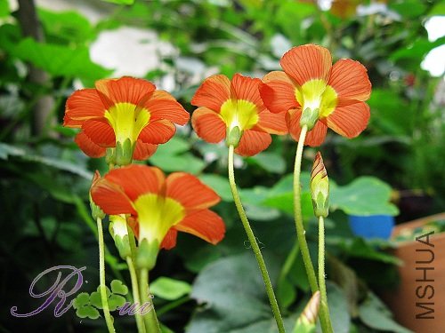 O'inaequalis ��������35.jpg