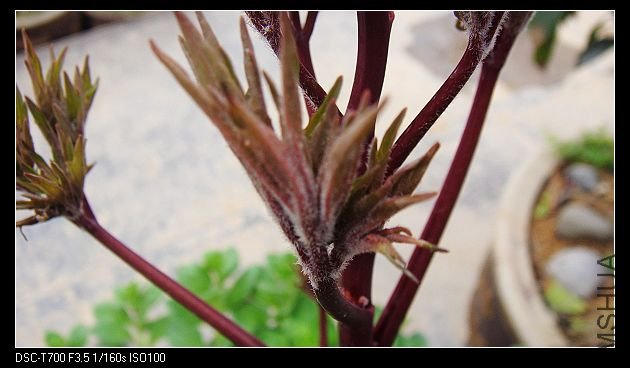 DSC01316.jpg