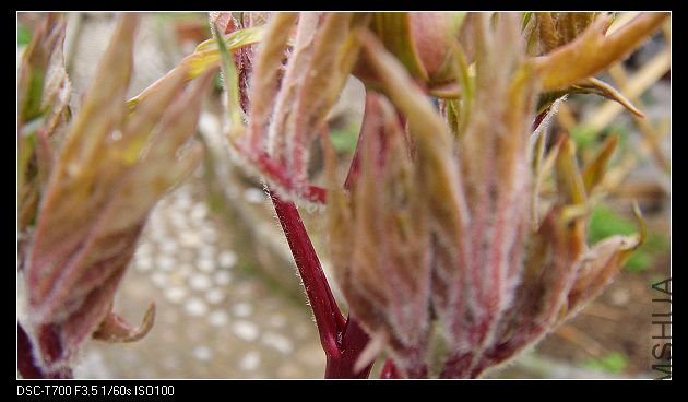 DSC01317.jpg