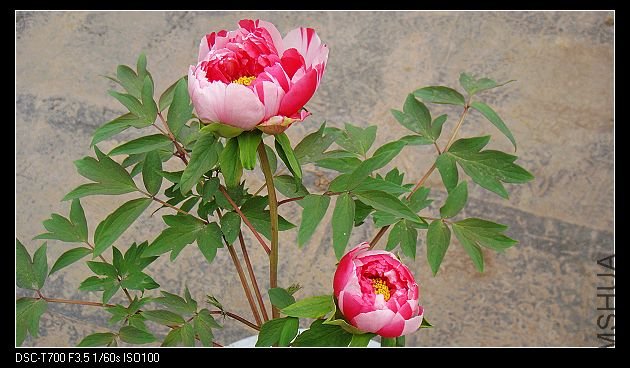 DSC01350.jpg
