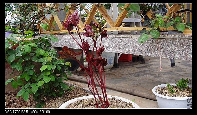 DSC01311.jpg