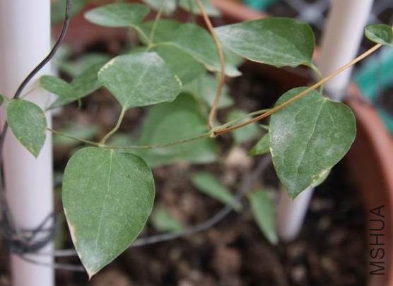 ��ҶƬ�ı�Ե