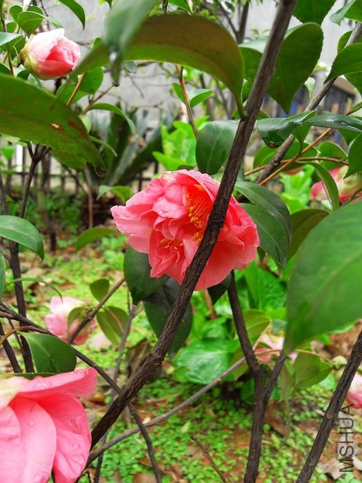 SDC10023.jpg