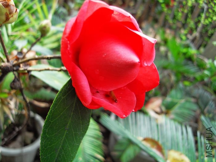 SDC10036.jpg